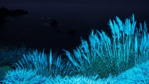 macOS Big Sur, Infrared, Night, Grass, Stock, 4K wallpaper