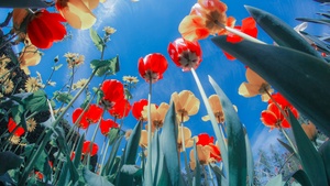 Tulips, Flower garden, Sunlight, Spring, Sunny day, Red Tulips, Yellow tulips, 4K wallpaper