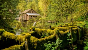 Woodland, Washington State, Forest, Landscape, Green Trees, Greenery, Moss, Scenery, 4K wallpaper