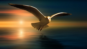 Seagull, White Birds, Sunset Orange, Reflection, Flying bird, Wings, Blur background, 4K wallpaper