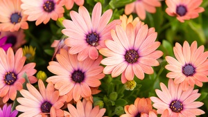 Pink Daisies, Floral Background, Blossom, Bloom, Spring, Closeup, Beautiful, 4K wallpaper