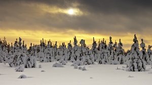 Snowy Trees, Landscape, Winter, Sunset, Snow covered, Sun rays, Cloudy Sky, 4K wallpaper