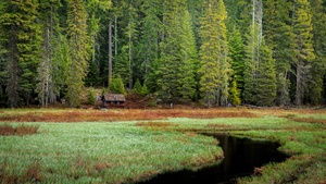 Timothy Lake, Forest, Oregon, Green Trees, Woods, Wooden House, Lakeside, Grass, Early Morning, Landscape, Scenery, 4K wallpaper