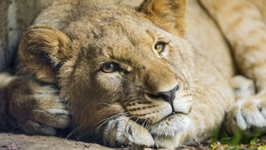 African Lion, Cub, Big cat, Young Lion, Zoo, Wild, Predator, Carnivore, 4K wallpaper