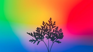 Gradient background, RGB Light, Colorful, Multicolor, Silhouette, Vibrant, Aesthetic, 4K wallpaper