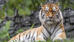 Siberian tiger, Big cat, Wildlife, Predator, Carnivore, Green Grass, 4K wallpaper