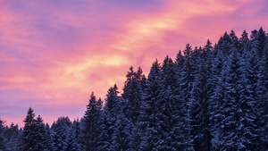 Snow covered, Tall Trees, Sunset, Afterglow, Winter, Purple sky, Scenery, 4K wallpaper