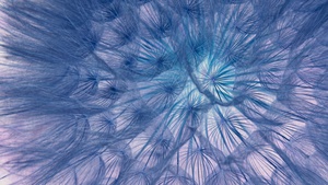 Dandelion flower, Dandelion seeds, Closeup, Macro, Bloom, Patterns, 4K wallpaper
