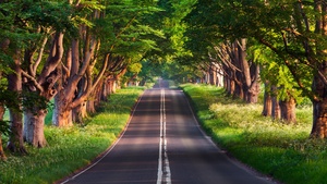 Empty Road, Green Trees, Landscape, Woods, Greenery, Scenery, 4K wallpaper