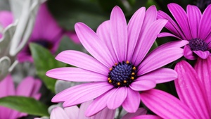 Daisy flowers, Purple Flowers, Pink flowers, Bokeh, Garden, Closeup, Macro, Bloom, Blossom, Spring, Petals, Floral, 4K wallpaper