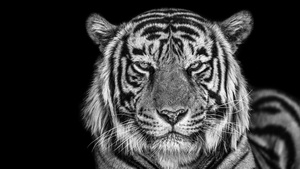 Tiger, Monochrome, Black background, Closeup, Portrait, Black and White, 4K wallpaper