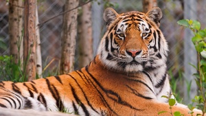 Staring, Siberian tiger, Zoo, Amur tiger, Big cat, Carnivore, Predator, Wild animal, 4K wallpaper