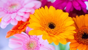 Gerbera Daisy, Yellow flower, Pink, Orange, Closeup, Macro, Blurred, Selective Focus, Vibrant, Colorful, Floral Background, Spring, Blossom, 4K wallpaper