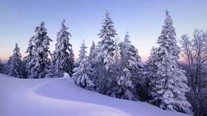 Winter, Snow, Pine trees, Evening, Cold, Switzerland, December, 4K wallpaper