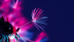 Dandelion seeds, Dandelion flower, Water drop, Blossom, Purple light, Dark background, Blurred, Dark aesthetic, 4K wallpaper