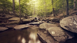 Green Trees, Woods, Water Stream, Greenery, Rocks, Scenic, Landscape, Rocks, Long exposure, 4K wallpaper