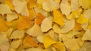 Yellow leaves, Autumn, Foliage, Dew Drops, Water drops, Leaf Background, Aesthetic, Pastel yellow, Pastel background, 4K wallpaper