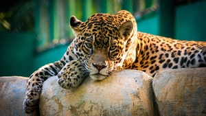 Jaguar, Wild animal, Carnivore, Predator, Big cat, Zoo, 4K wallpaper