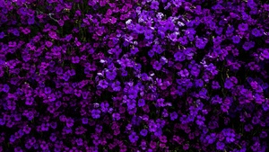 Purple Flowers, Floral Background, Beautiful, Blossom, Garden, Aubrieta Flowers, 4K wallpaper