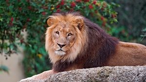 Lion, Wild animal, Carnivore, Predator, Portrait, Closeup, Big cat, 4K wallpaper