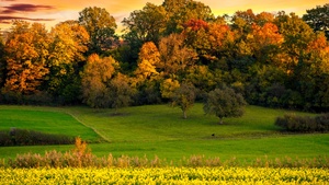 Autumn trees, Sunset, Landscape, Afterglow, Meadow, Grass field, Greenery, Beautiful, Scenery, Yellow flowers, Orange sky, 4K wallpaper