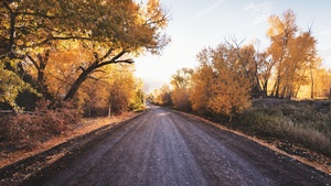 Dirt road, Autumn trees, Landscape, Countryside, Sunny day, Fallen Leaves, 4K wallpaper