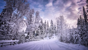 Snowy Trees, Winter Road, Snow covered, Countryside, Woods, White, Landscape, Scenery, 4K wallpaper