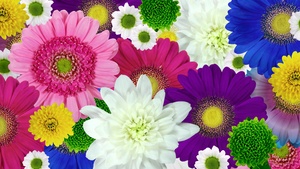 Colorful flowers, Daisies, Chrysanthemum flowers, Floral Background, Multicolor, Blossom, Bloom, 4K wallpaper