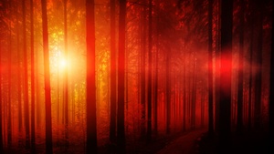 Dark Forest, Sun light, Woods, Sunset, Tall Trees, Landscape, Pathway, Scenic, Sunbeam, 4K wallpaper