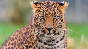 Leopard, Closeup, Zoo, Wild animal, Face, Big cat, Carnivore, Predator, Portrait, 4K wallpaper