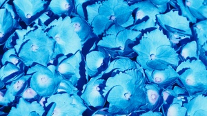 Hydrangea Flowers, Blue flowers, Petals, Floral Background, Blossom, Bloom, Spring, Closeup, 4K wallpaper