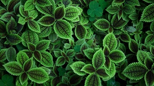 Green leaves, Aesthetic, Plant, Sage green, 4K wallpaper
