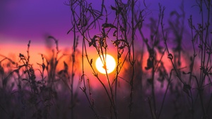 Sunrise, Silhouette, Purple sky, Plants, Dusk, Blurred, 4K wallpaper