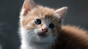 Cat, Kitten, Pet, Cute Cat, Portrait, Fur, Baby cat, 4K wallpaper