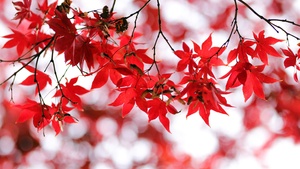Red leaves, Bokeh, Closeup, Autumn leaves, Maple leaves, Branches, Fall, Blurred, Seasons, 4K wallpaper