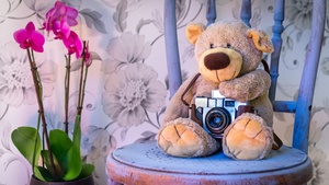 Teddy bear, Vintage Camera, Pink flowers, Orchid flowers, Cute toy, Wooden Chair, Green leaves, Toys, 4K wallpaper