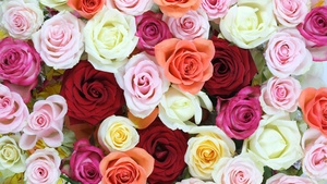 Rose flowers, Multicolor, Colorful, Floral Background, Blossom, Beautiful, 4K wallpaper