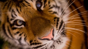 Bengal Tiger, Closeup, Wild animal, Predator, Carnivore, Big cat, Portrait, Mammal, 4K wallpaper