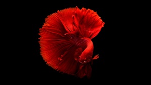 Underwater, Swimming, Black background, 4K wallpaper