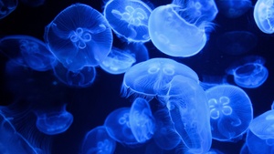 Aquarium, Underwater, Glowing, Marine life, Transparent, Dark background, Bioluminescence, 4K wallpaper