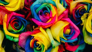 Colorful, Floral, Rose flower, Closeup, Blossom, Rainbow colors, 4K wallpaper