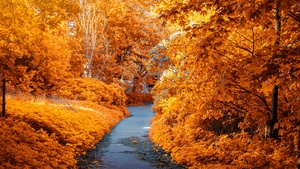 Maple trees, Fall, Autumn, Path, Woods, Fall Foliage, Yellow, Aesthetic, 4K wallpaper