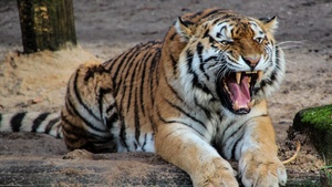 Tiger, Roaring, Wild animal, Predator, Mammal, Carnivore, Big cat, Zoo, 4K wallpaper