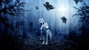 Wolf, Forest, Dark background, Predator, Wild animals, Tree Trunks, Sun light, 4K wallpaper