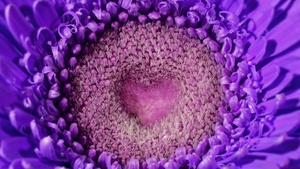 Gerbera flower, Violet flowers, Closeup, Macro, Daisy flower, Heart, Blossom, Beautiful, 4K wallpaper