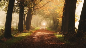 Autumn, Foggy, Forest, Yellow, Sunlight, Path, Dirt road, 4K wallpaper