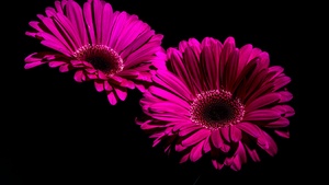 Gerbera Daisy, Purple Flowers, Black background, Macro, Closeup, 4K wallpaper
