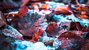 Autumn leaves, Snow, Winter, Frost leaves, Closeup, Purple, 4K wallpaper