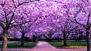 Purple Flowers, Pathway, Park, Floral, Colorful, Spring, Beautiful, Aesthetic, 4K wallpaper