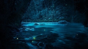 Forest, River, Night, Dark, Magical, Crescent Moon, Blue, Fairies, 4K wallpaper